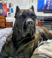 Lilith, a female Cane Corso for sale in Mountain Home, AR – Photo 6 of 8