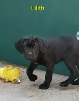 Lilith, a female Cane Corso for sale in Mountain Home, AR – Photo 4 of 8