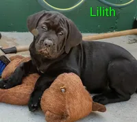 Lilith, a female Cane Corso for sale in Mountain Home, AR – Photo 5 of 8