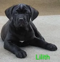 Lilith, a female Cane Corso for sale in Mountain Home, AR – Photo 3 of 8