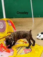 Crowley, a male Cane Corso for sale in Mountain Home, AR – 4 of 9