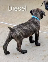 Diesel, a male Cane Corso for sale in Mountain Home, AR – 3 of 9