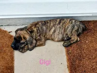 Gigi, a female Cane Corso for sale in Mountain Home, AR – 6 of 9