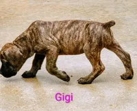 Gigi, a female Cane Corso for sale in Mountain Home, AR – 4 of 9
