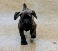 Bella, a female Cane Corso for sale in Mountain Home, AR – 4 of 8