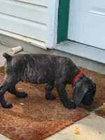Loki, a male Cane Corso for sale in Mountain Home, AR – 3 of 10