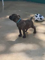 Diesel, a male Cane Corso for sale in Mountain Home, AR – 5 of 9