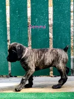 Gemma, a female Cane Corso for sale in Mountain Home, AR – 2 of 9