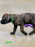 Lycan, a male Cane Corso for sale in Mountain Home, AR – 4 of 10