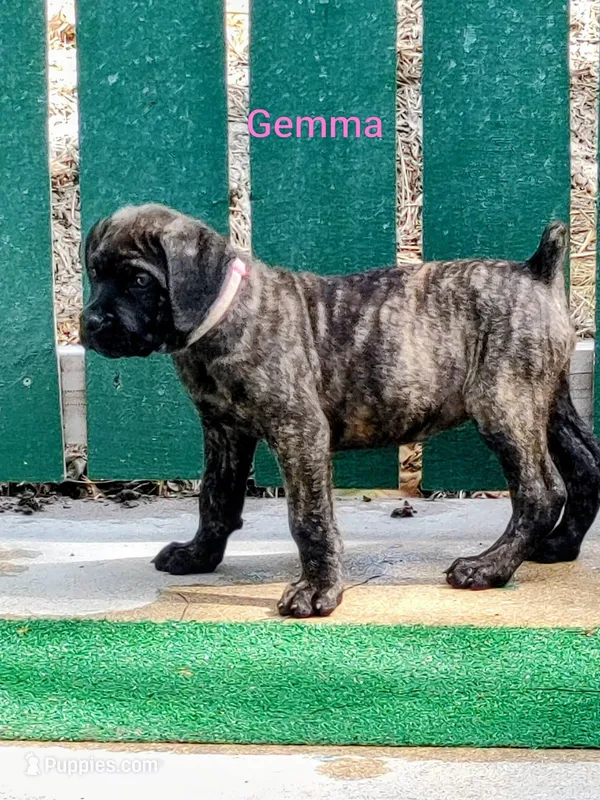 Gemma – Cane Corso puppy for sale in Mountain Home, AR