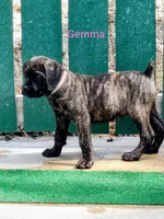 Gemma, a female Cane Corso for sale in Mountain Home, AR – 1 of 9