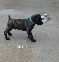 Diesel, a male Cane Corso for sale in Mountain Home, AR – 4 of 9