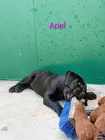 Ariel, a female Cane Corso for sale in Mountain Home, AR – Photo 6 of 9