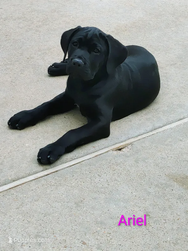 Ariel – Cane Corso puppy for sale in Mountain Home, AR