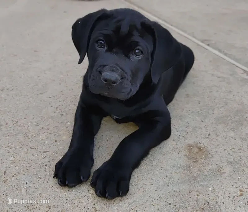 Ariel – Cane Corso puppy for sale in Mountain Home, AR