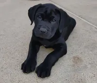 Ariel, a female Cane Corso for sale in Mountain Home, AR – Photo 1 of 9