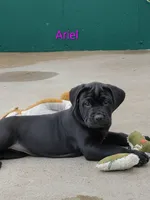 Ariel, a female Cane Corso for sale in Mountain Home, AR – Photo 4 of 9