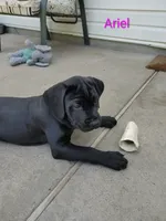 Ariel, a female Cane Corso for sale in Mountain Home, AR – Photo 2 of 9
