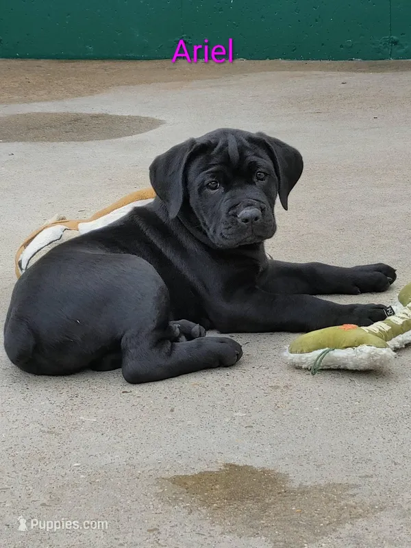 Ariel – Cane Corso puppy for sale in Mountain Home, AR