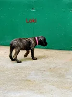Loki, a male Cane Corso for sale in Mountain Home, AR – 6 of 10