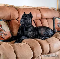 Crowley, a male Cane Corso for sale in Mountain Home, AR – 7 of 9