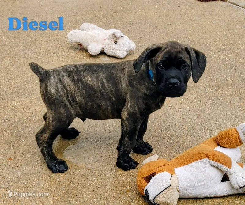 Diesel – Cane Corso puppy for sale in Mountain Home, AR
