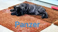 Panzer, a male Cane Corso for sale in Mountain Home, AR – 3 of 9