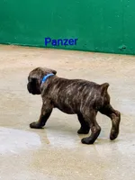 Panzer, a male Cane Corso for sale in Mountain Home, AR – 6 of 9