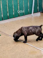 Odin, a male Cane Corso for sale in Mountain Home, AR – 3 of 9