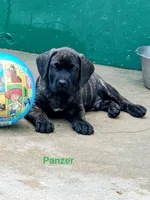 Panzer, a male Cane Corso for sale in Mountain Home, AR – 1 of 9