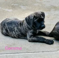 Gemma, a female Cane Corso for sale in Mountain Home, AR – 3 of 9