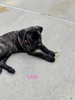 Lilith, a female Cane Corso for sale in Mountain Home, AR – 2 of 6