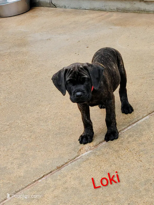 Loki – Cane Corso puppy for sale in Mountain Home, AR