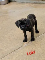 Loki, a male Cane Corso for sale in Mountain Home, AR – 1 of 10