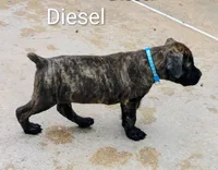 Diesel, a male Cane Corso for sale in Mountain Home, AR – 2 of 9