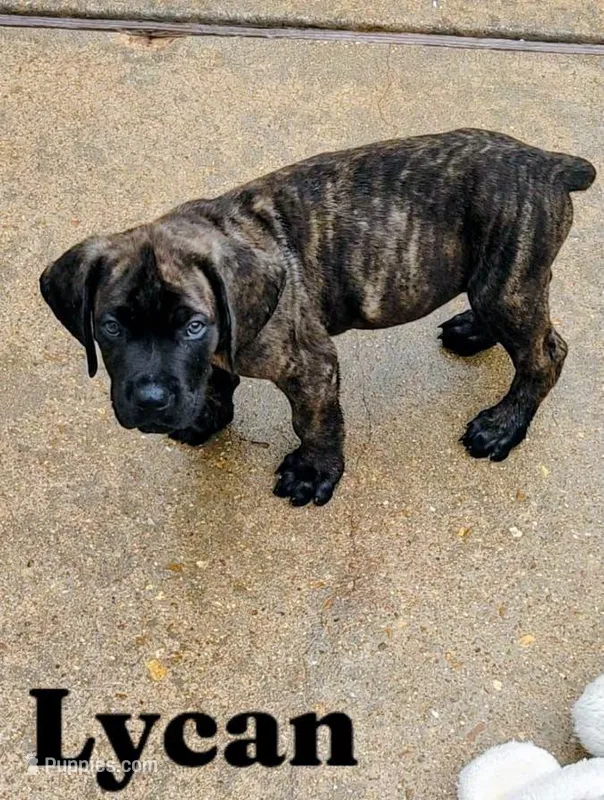 Lycan – Cane Corso puppy for sale in Mountain Home, AR