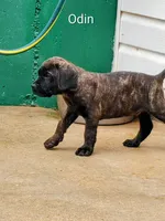 Odin, a male Cane Corso for sale in Mountain Home, AR – 5 of 9