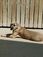 Loki, a male Cane Corso for sale in Mountain Home, AR – 10 of 10