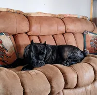 Cujo, a male Cane Corso for sale in Mountain Home, AR – 7 of 8