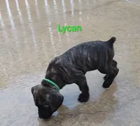 Lycan, a male Cane Corso for sale in Mountain Home, AR – 2 of 10