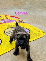 Gemma, a female Cane Corso for sale in Mountain Home, AR – 5 of 9