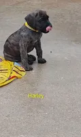 Harley, a female Cane Corso for sale in Mountain Home, AR – 5 of 10
