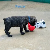 Panzer, a male Cane Corso for sale in Mountain Home, AR – 4 of 9