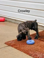 Crowley, a male Cane Corso for sale in Mountain Home, AR – 2 of 9