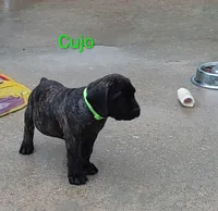 Cujo, a male Cane Corso for sale in Mountain Home, AR – 4 of 8