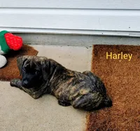 Harley, a female Cane Corso for sale in Mountain Home, AR – 7 of 10