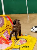 Crowley, a male Cane Corso for sale in Mountain Home, AR – 5 of 9