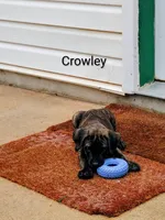 Crowley, a male Cane Corso for sale in Mountain Home, AR – 3 of 9