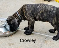 Crowley, a male Cane Corso for sale in Mountain Home, AR – 6 of 9