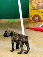 Lycan, a male Cane Corso for sale in Mountain Home, AR – 5 of 10